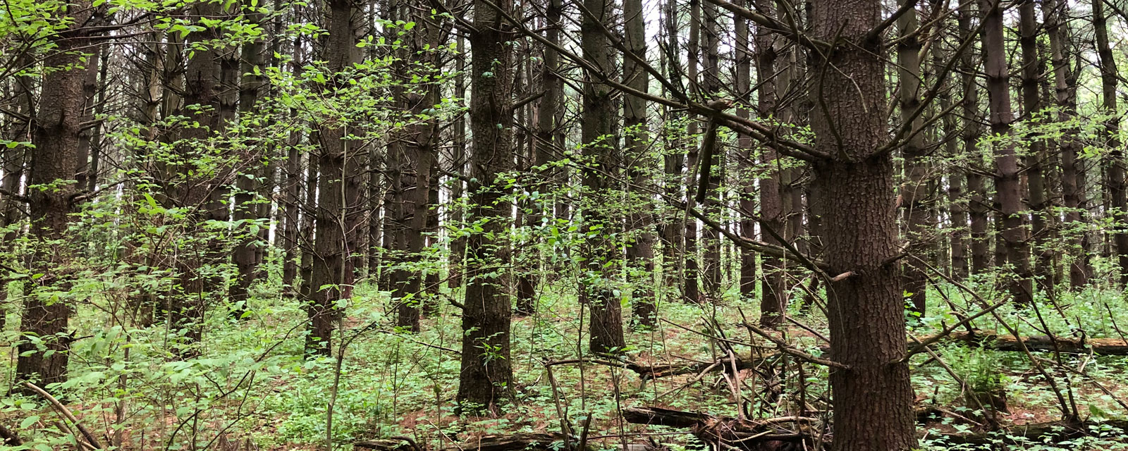 Banner photo showing trees in spring