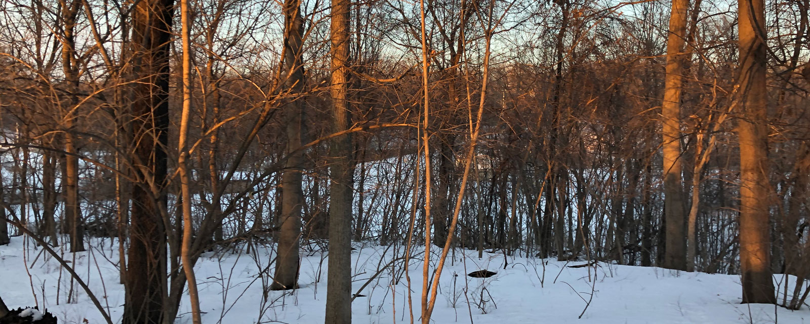 Banner photo showing trees in winter
